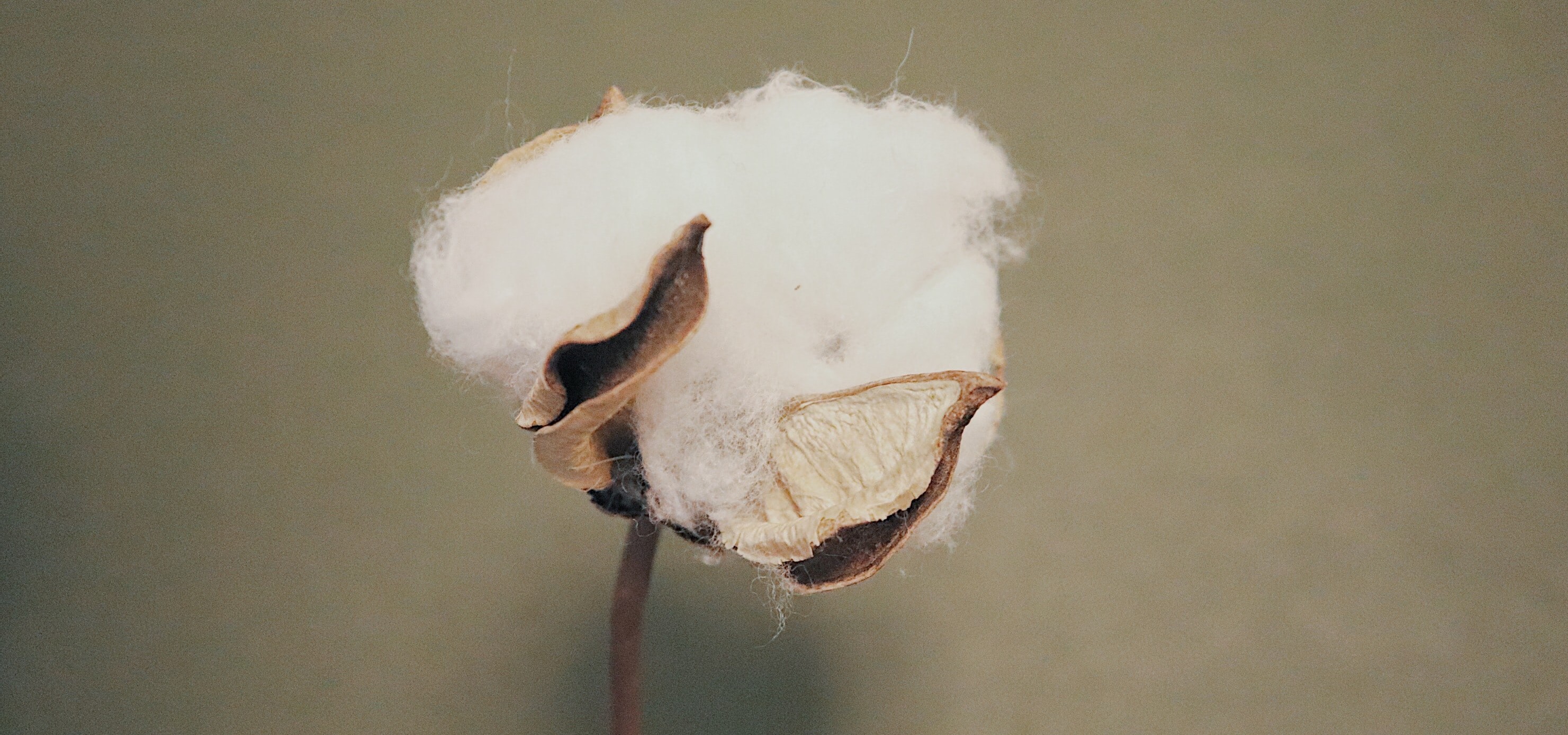 Cotton is still king!